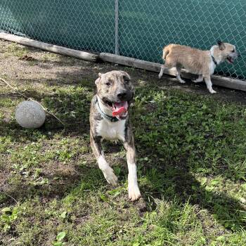 Gremlin -  Pit Bull Terrier and Yorkshire Terrier Dog for Adoption in Fairmont, Minnesota - Gremlin | PetCurious