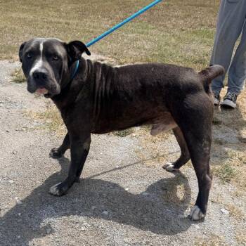 Billy Bob -  Mixed Breed Dog for Adoption in Corinth, Mississippi - Billy Bob | PetCurious