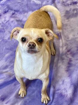 Luna -  Chihuahua Dog for Adoption in Lacon, Illinois - Luna | PetCurious