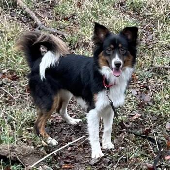 Flintstone -  Australian Shepherd and Border Collie Dog for Adoption in Kansas City, Missouri - Flintstone | PetCurious