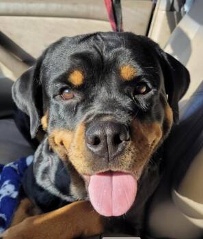 Rescue Rottweiler Dogs for Adoption in Polk, Ohio - Maddie A.k.a. Madison | PetCurious