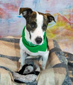 Harvey -  Boxer Dog for Adoption in Kennesaw, Georgia - Harvey | PetCurious