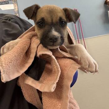 Mudd Pie -  Mixed Breed Dog for Adoption in Las Cruces, New Mexico - Mudd Pie | PetCurious