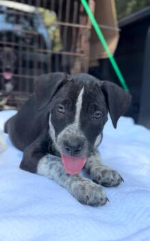 Rescue Dogo Argentino and Weimaraner Dogs for Adoption in Houston, Texas - Sleepy | PetCurious