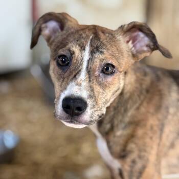 Arlo Ally -  French Bulldog Dog for Adoption in Andover, Massachusetts - Arlo Ally | PetCurious
