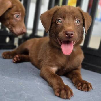 Charlie -  Terrier and Border Collie Dog for Adoption in Poinciana, Florida - Charlie | PetCurious