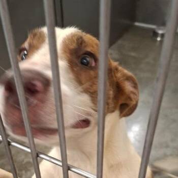 Oswald -  Mixed Breed Dog for Adoption in Hannibal, Missouri - Oswald | PetCurious