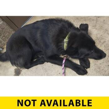Nocturne -  Mixed Breed Dog for Adoption in Eugene, Oregon - Nocturne | PetCurious