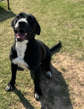 Rescue Mixed Breed Dogs for Adoption in El Reno, Oklahoma - Roxie | PetCurious