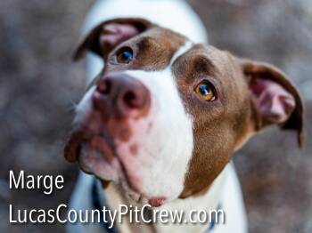 American Staffordshire Terrier and American Bulldog Dogs Available for Adoption - Marge | PetCurious