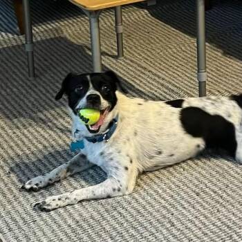Polo -  Rat Terrier and Mixed Breed Dog for Adoption in Chicago, Illinois - Polo | PetCurious