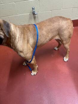 Mixed Breed Dogs Available for Adoption - Rogue | PetCurious