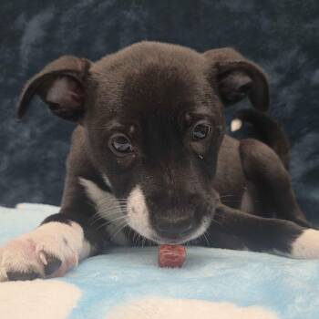 Boxer and Labrador Retriever Dogs Available for Adoption - London | PetCurious