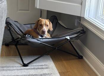 Eddie -  Hound Dog for Adoption - Eddie | PetCurious