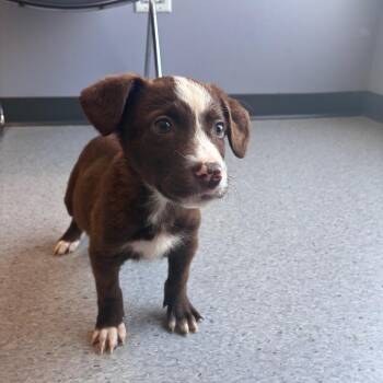 Arcola -  Pit Bull Terrier Dog for Adoption in Clavet, Saskatchewan - Arcola | PetCurious
