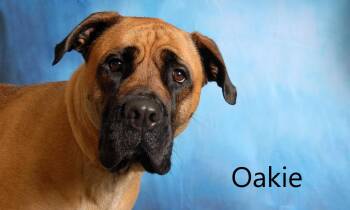 Bullmastiff Dogs Available for Adoption in Mount Vernon, Ohio - Oakie | PetCurious