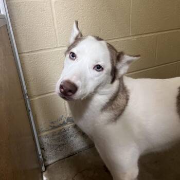 Luna -  Siberian Husky Dog for Adoption in Waldorf, Maryland - Luna | PetCurious