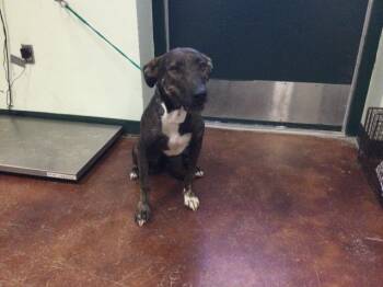 Rescue Labrador Retriever and Mixed Breed Dogs for Adoption in Thousand Palms, California - A1880231 | PetCurious