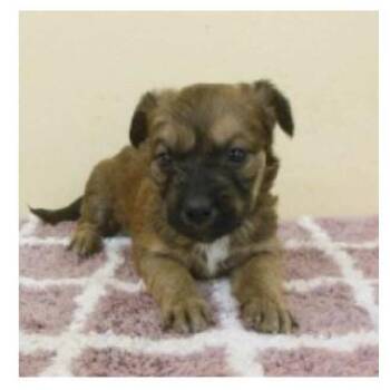 Mixed Breed Dogs Available for Adoption in Wilmington, Delaware - Liam | PetCurious