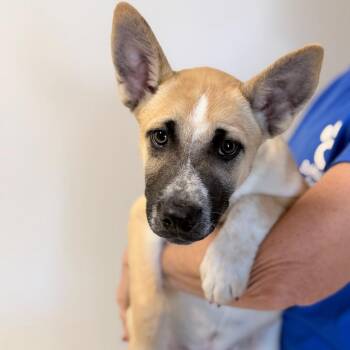 Granite -  Mixed Breed Dog for Adoption in Medford, Oregon - Granite | PetCurious