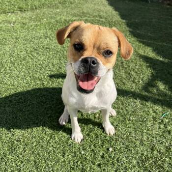 Rescue Puggle and Pug Dogs for Adoption in Poway, California - Macy | PetCurious