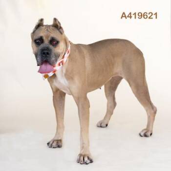 Rescue Cane Corso Dogs for Adoption in Conroe, Texas - XENA | PetCurious