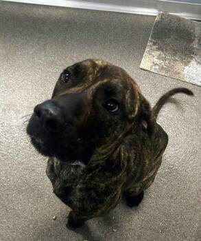 Hunt -  Mixed Breed Dog for Adoption in Munster, Indiana - Hunt | PetCurious