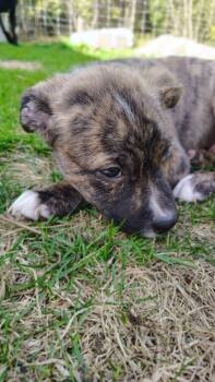 Terrier Dogs Available for Adoption in New London, Wisconsin - Cheyenne | PetCurious