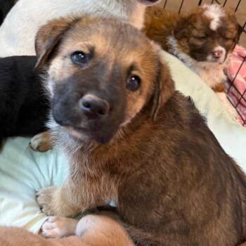 Mixed Breed Dogs Available for Adoption in Flagstaff, Arizona - Barbeque | PetCurious