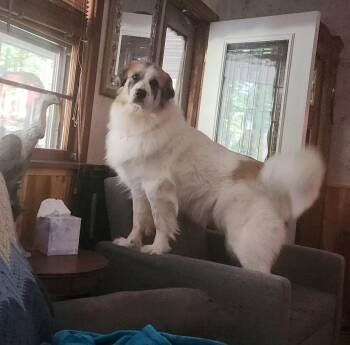 Meadow -  Great Pyrenees Dog for Adoption in Pittsburgh, Pennsylvania - Meadow | PetCurious