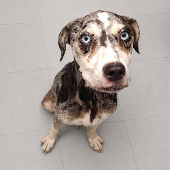 Delilah D46435 -  Catahoula Leopard Dog Dog for Adoption in Corsicana, Texas - Delilah D46435 | PetCurious