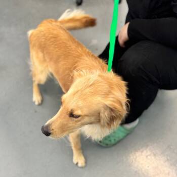 Bruce -  Golden Retriever Dog for Adoption in Chico, California - Bruce | PetCurious