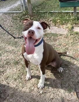 Pit Bull Terrier Dogs Available for Adoption in Gulfport, Mississippi - Eric | PetCurious