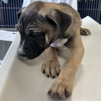 108645 -  Mixed Breed Dog for Adoption in Las Cruces, New Mexico - 108645 | PetCurious