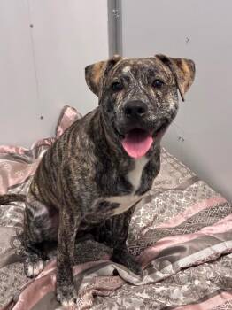 Bandit -  Pit Bull Terrier Dog for Adoption in Bloomington, Indiana - Bandit | PetCurious