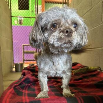 Mixed Breed Dogs Available for Adoption - Clyde | PetCurious