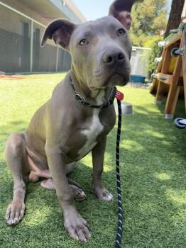 Pit Bull Terrier Dogs Available for Adoption in San Jose, California - SOBA | PetCurious