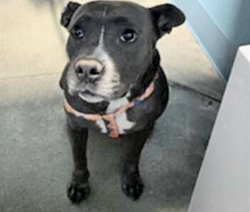 Pit Bull Terrier and Mixed Breed Dogs Available for Adoption in Houston, Texas - MISSY | PetCurious