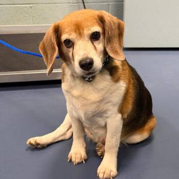 Beagle Dogs Available for Adoption in Greensboro, North Carolina - Toaster Oven | PetCurious