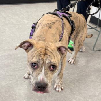 Mixed Breed Dogs Available for Adoption in Philadelphia, Pennsylvania - Power Puff Girl | PetCurious