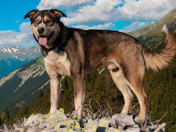 Rescue Husky Dogs for Adoption in San Andreas, California - Whopper | PetCurious