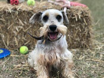 Miniature Schnauzer Dogs Available for Adoption in Sagaponack, New York - AJ | PetCurious