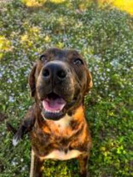 Rescue Mixed Breed Dogs for Adoption in Winfield, Kansas - Sparkle | PetCurious