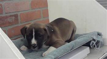 Labrador Retriever and Mixed Breed Dogs Available for Adoption in Houston, Texas - A2072086 | PetCurious