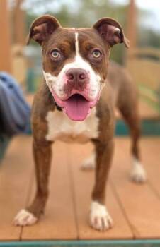 American Staffordshire Terrier and Mixed Breed Dogs Available for Adoption in York, South Carolina - TRUDY | PetCurious