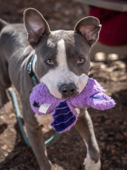 Rescue Mixed Breed Dogs for Adoption in Chamblee, Georgia - Sevyn | PetCurious