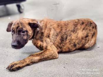 Staffordshire Bull Terrier and Mixed Breed Dogs Available for Adoption in Houston, Texas - SUNSHINE | PetCurious