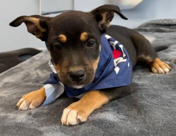 German Shepherd Dog and American Staffordshire Terrier Dogs Available for Adoption - Cloverpup | PetCurious