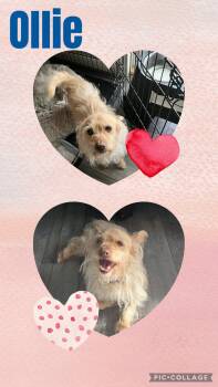 Terrier Dogs Available for Adoption - Ollie  | PetCurious