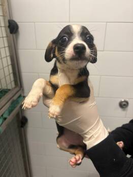 Yeti -  Dachshund and Chihuahua Dog for Adoption in Houston, Texas - Yeti | PetCurious